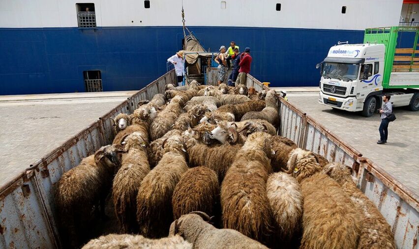 واردات گوسفند زنده